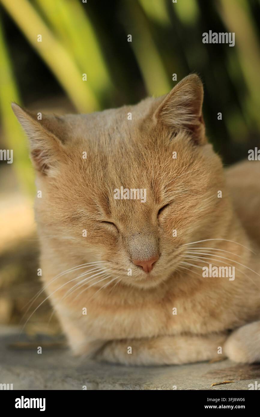 Vertical close-up portrait of a satisfied domestic ginger cat sitting and narrowing its eyes with a content, blissful expression on a warm sunny day. Stock Photo