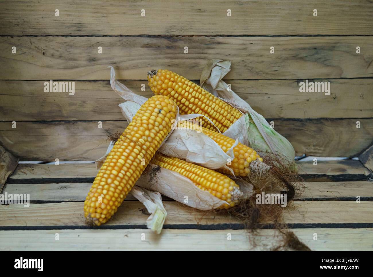 Ripe yellow corn cobs arranged on rustic wooden boards Stock Photo