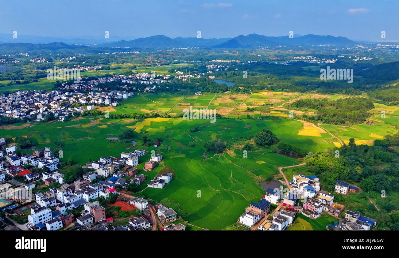 Rice paddies in Zhongba Village, Zhengping Town, Xinfeng County, east ...