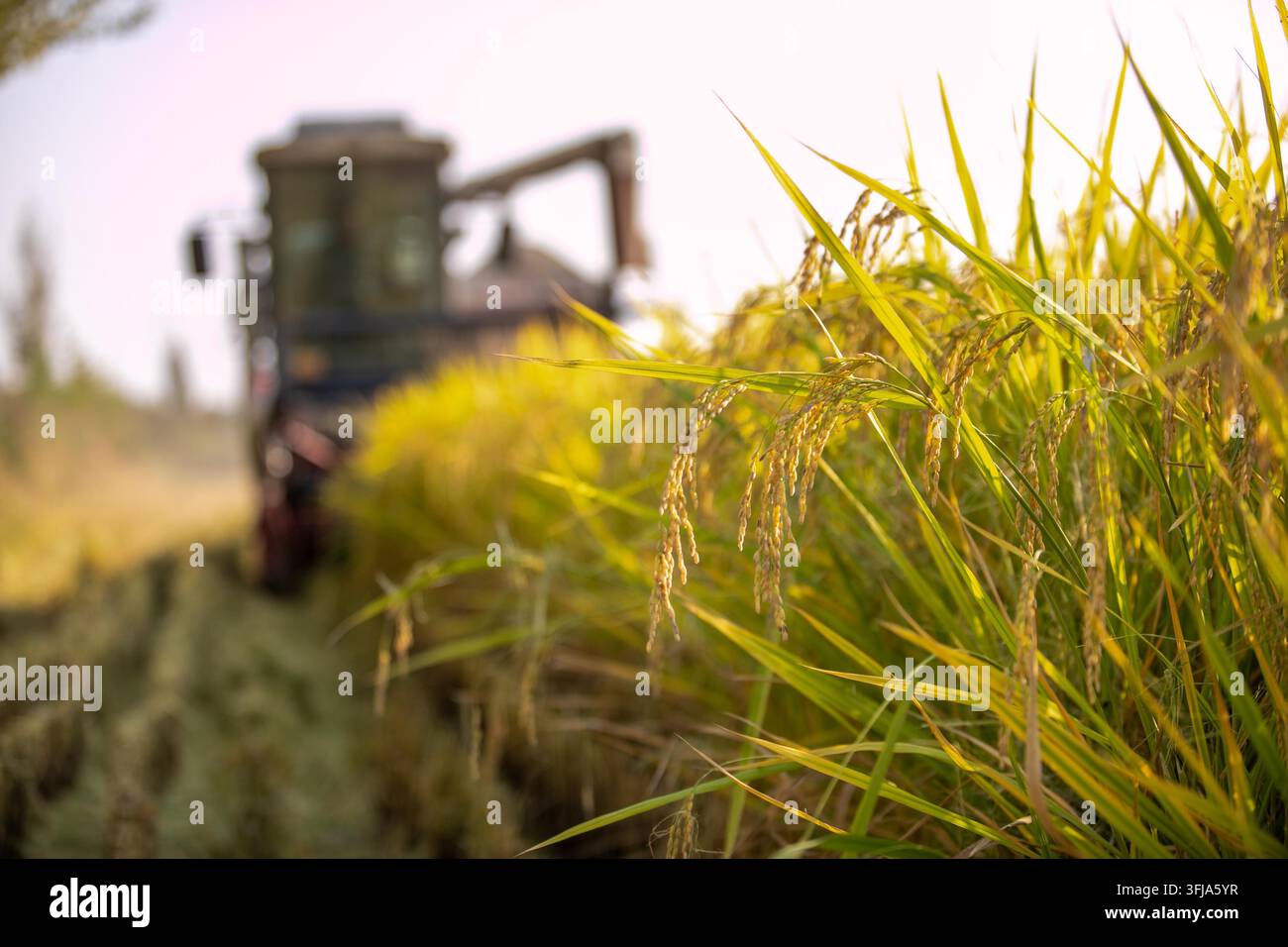 Grow Rice Vector Farmers operate machinery to harvest spring rice at a planting ...