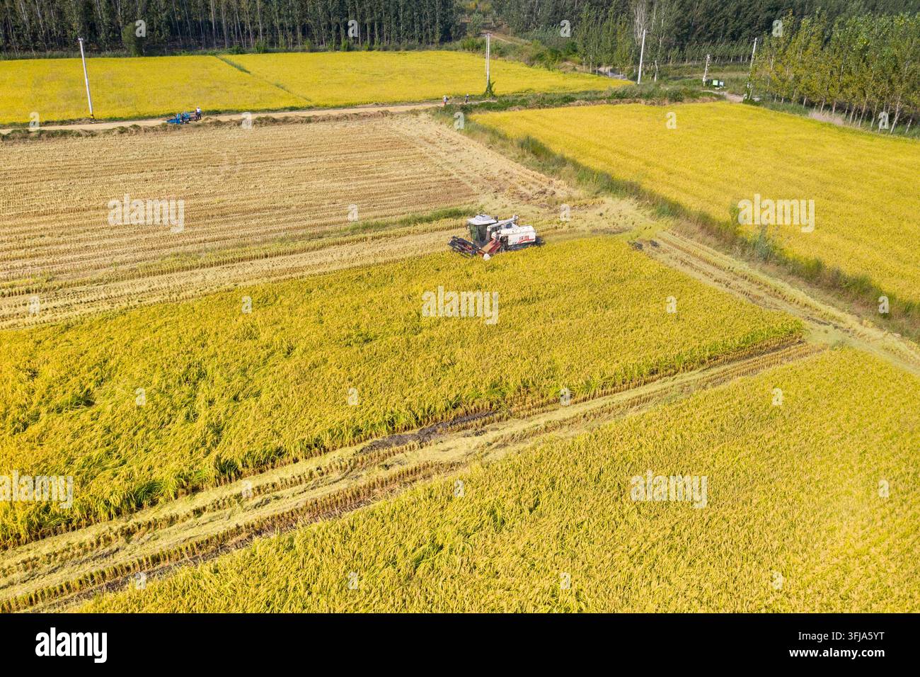 Grow Rice Vector Farmers operate machinery to harvest spring rice at a planting ...