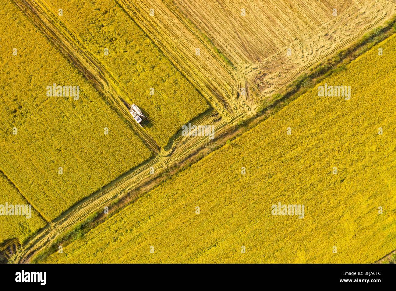 Grow Rice Vector Farmers operate machinery to harvest spring rice at a planting ...