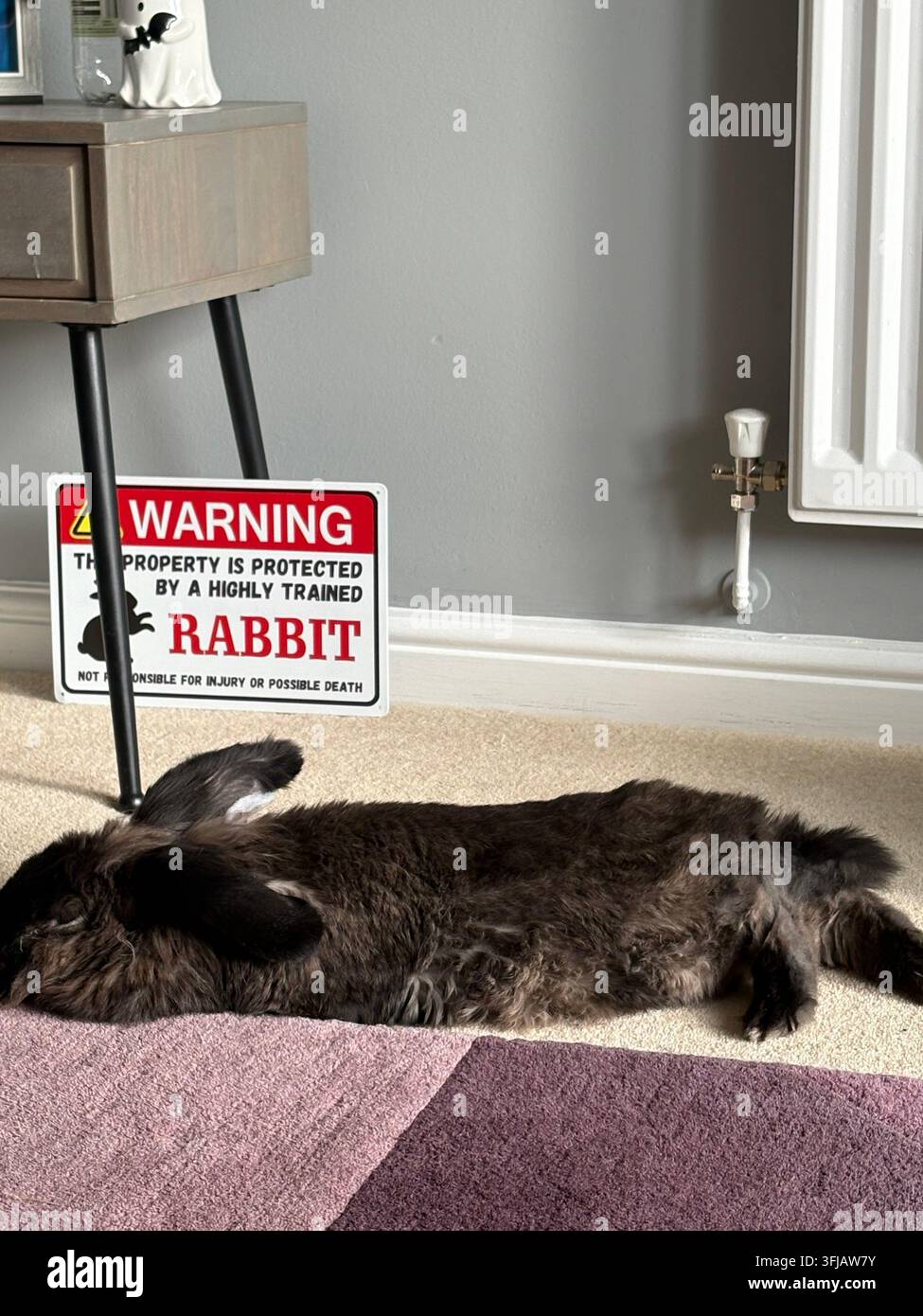 rabbit - Smartphone Captured Stock Image