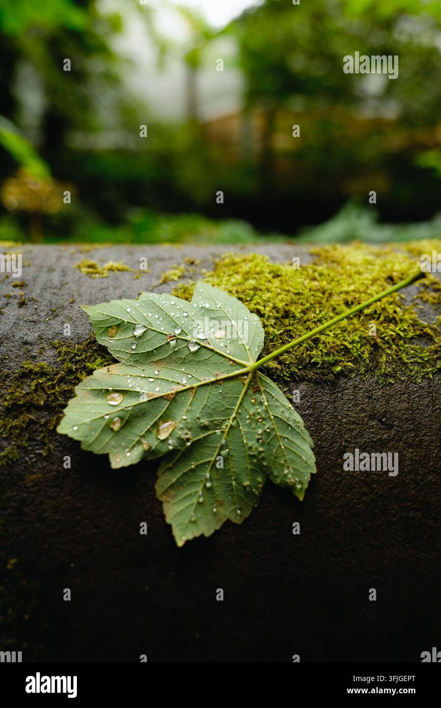 Close view of green leaf covered with fresh rain droplets resting on mossy stone, with soft blurred forest background and natural light. Stock Photo