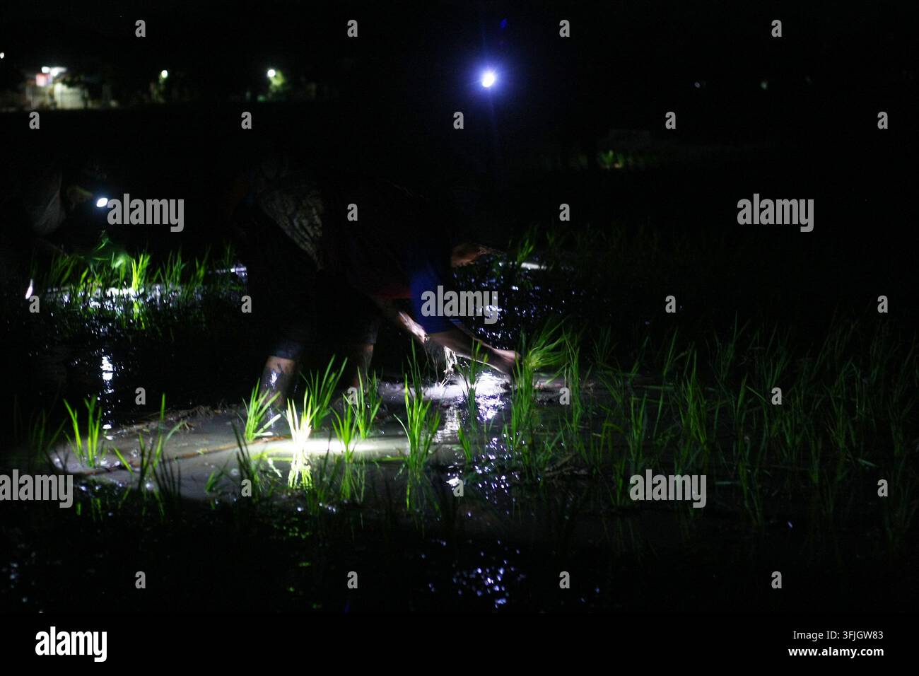 Grow Rice Vector NGAWI, EAST JAVA, INDONESIA, SEPTEMBER 20, 2026: Farm workers plant ...