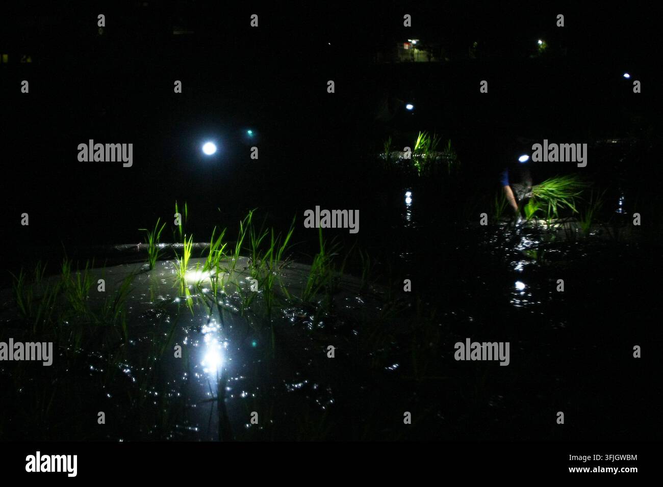 Grow Rice Vector NGAWI, EAST JAVA, INDONESIA, SEPTEMBER 20, 2026: Farm workers plant ...