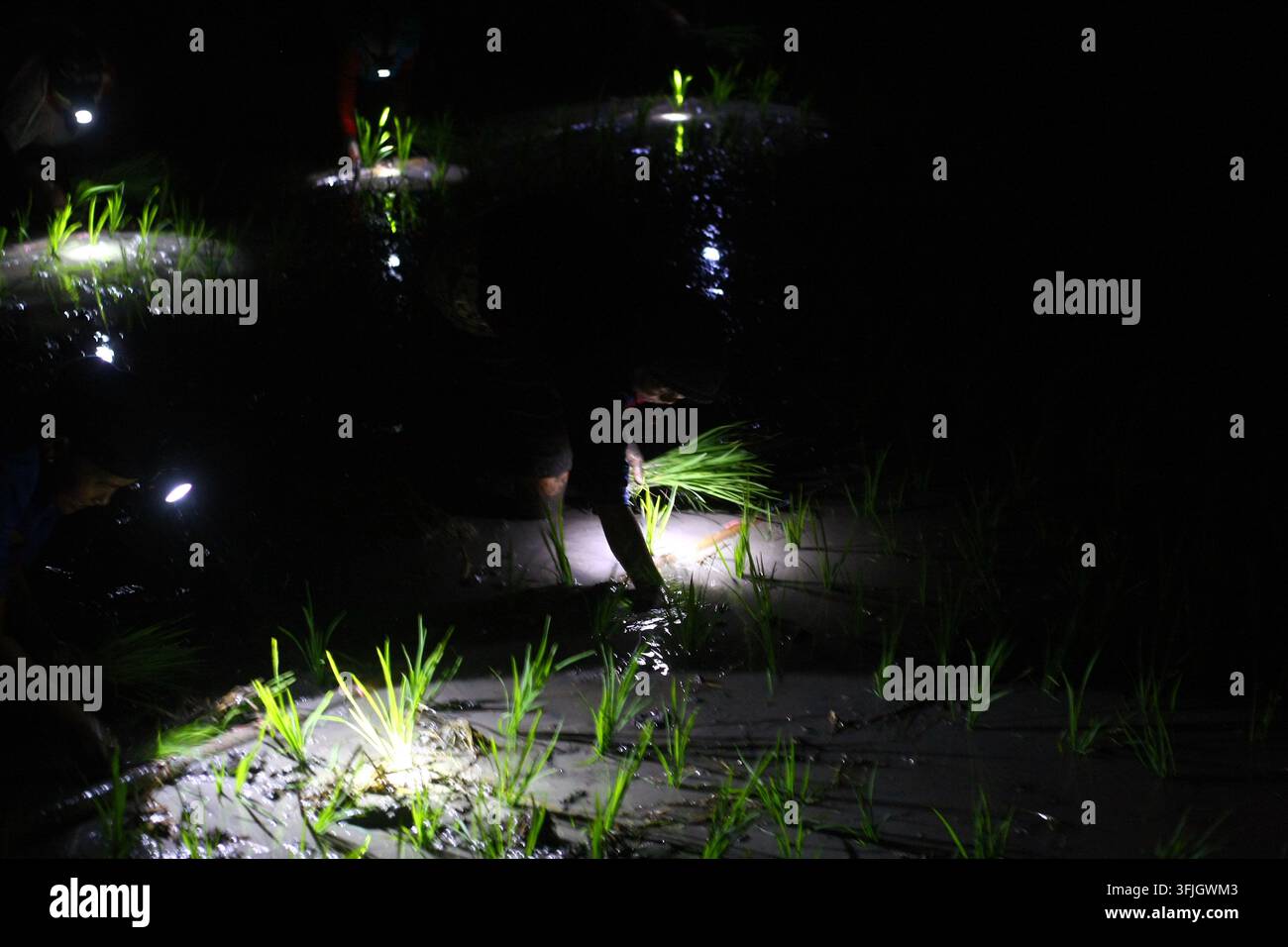 Grow Rice Vector September 20, 2026, Ngawi Regency, Indonesia: NGAWI, EAST JAVA ...