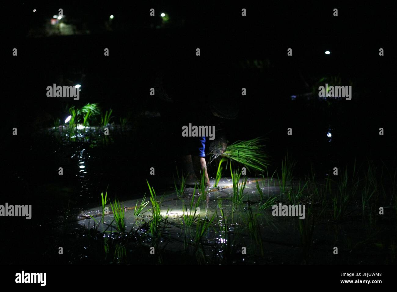 Grow Rice Vector September 20, 2026, Ngawi Regency, Indonesia: NGAWI, EAST JAVA ...
