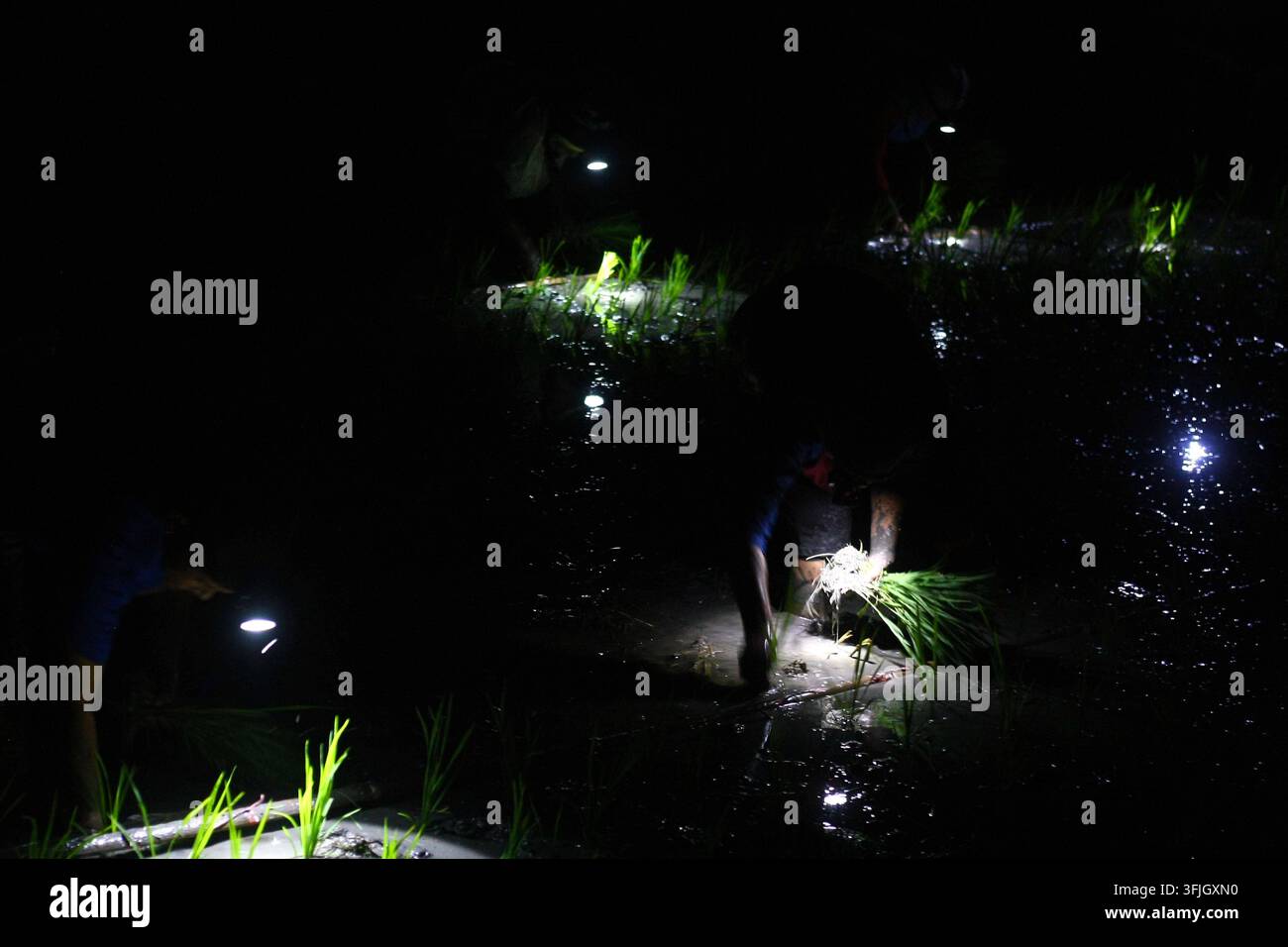 Grow Rice Vector Farmers plant rice at night to avoid heat in East Java NGAWI, EAST JAVA ...
