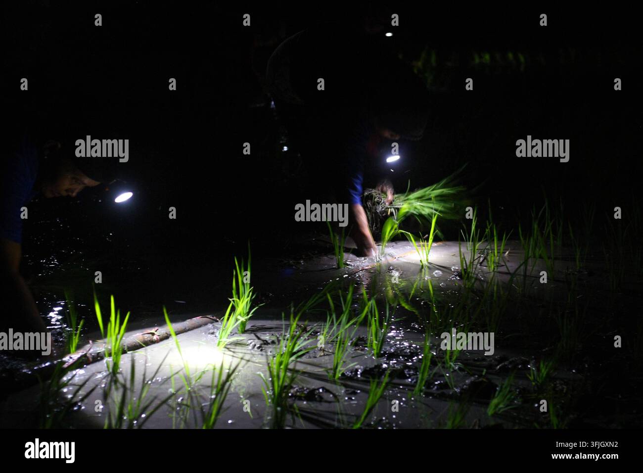 Grow Rice Vector Farmers plant rice at night to avoid heat in East Java NGAWI, EAST JAVA ...