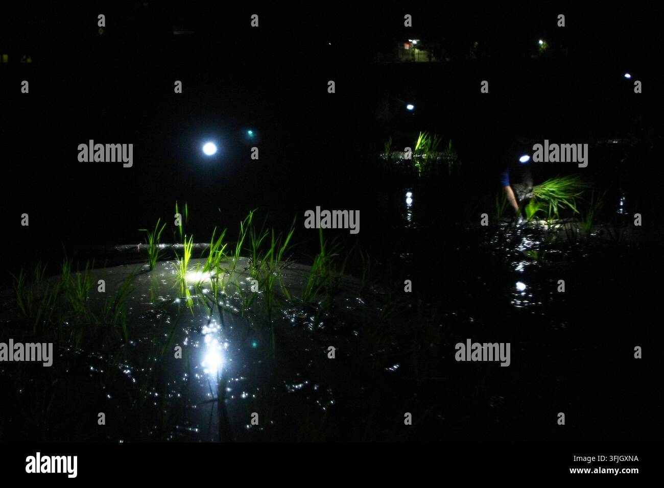Grow Rice Vector Farmers plant rice at night to avoid heat in East Java NGAWI, EAST JAVA ...