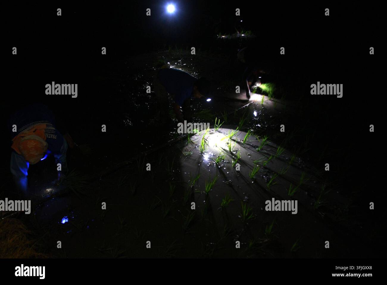Grow Rice Vector Farmers plant rice at night to avoid heat in East Java NGAWI, EAST JAVA ...