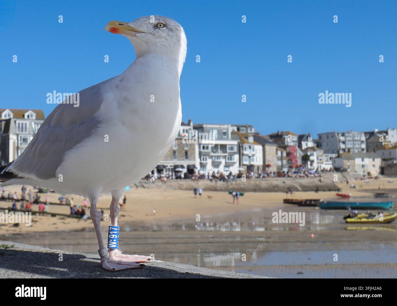 A ringed tagged Seagull St Ives, Cornwall Stock Photo