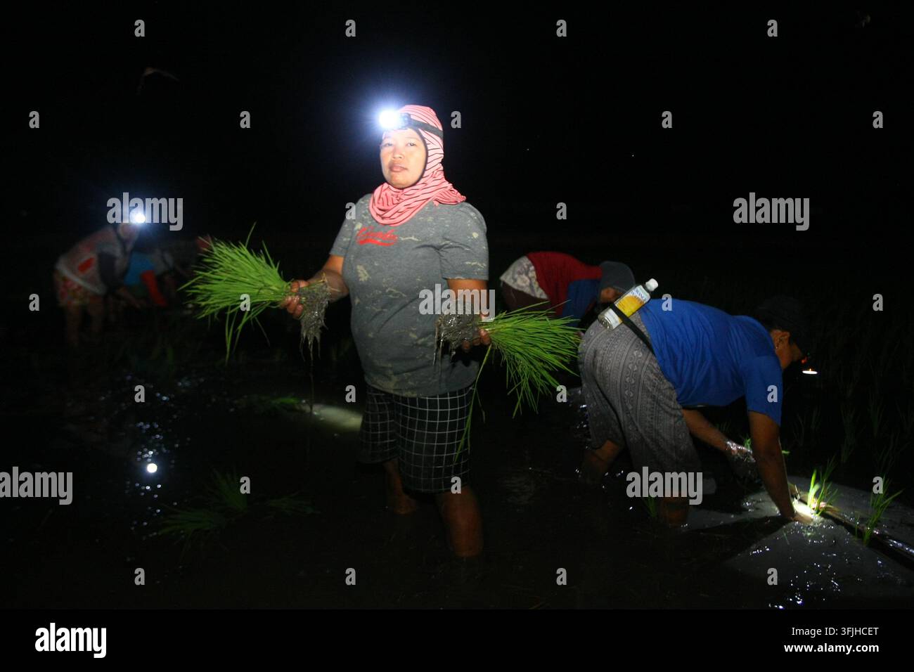 Grow Rice Vector NGAWI, EAST JAVA, INDONESIA, SEPTEMBER 20, 2026: Farm workers plant ...
