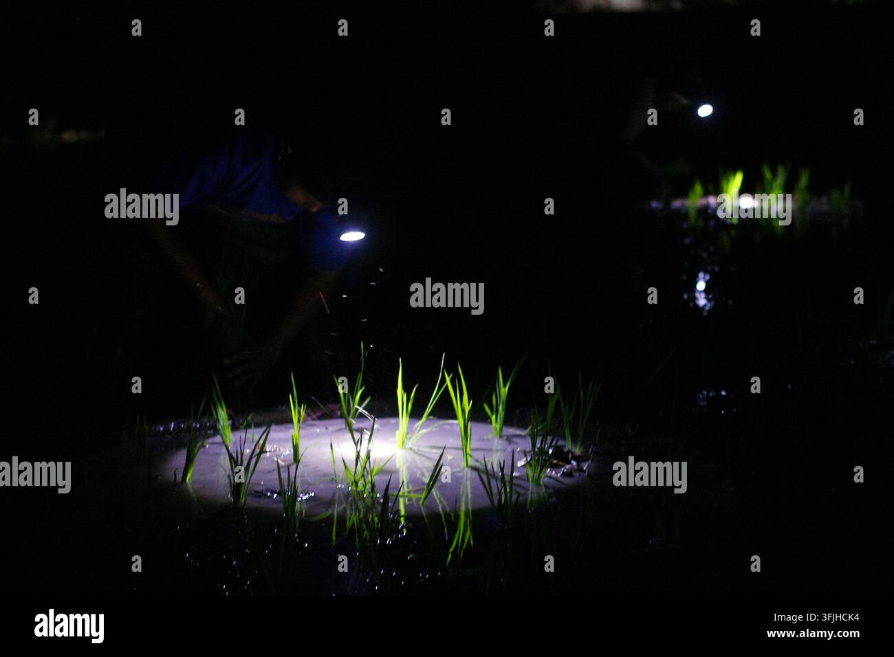 Grow Rice Vector NGAWI, EAST JAVA, INDONESIA, SEPTEMBER 20, 2026: Farm workers plant ...