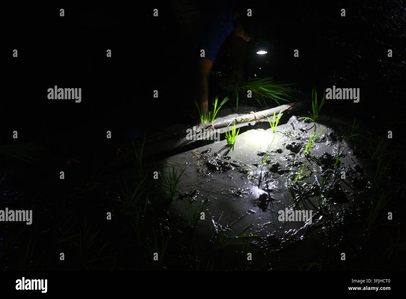 Grow Rice Vector NGAWI, EAST JAVA, INDONESIA, SEPTEMBER 20, 2026: Farm workers plant ...