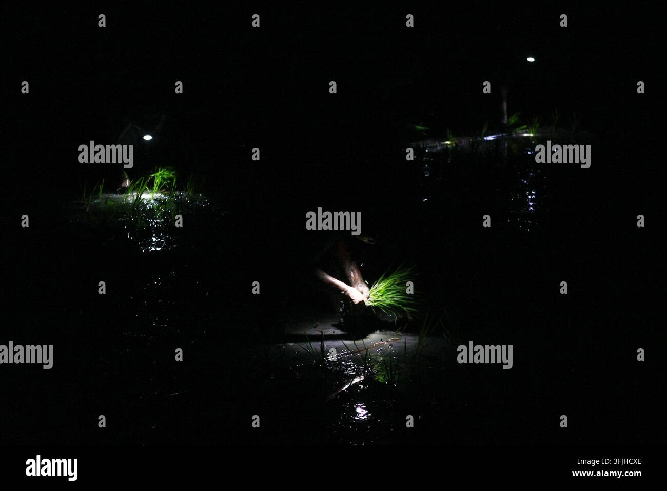 Grow Rice Vector NGAWI, EAST JAVA, INDONESIA, SEPTEMBER 20, 2026: Farm workers plant ...