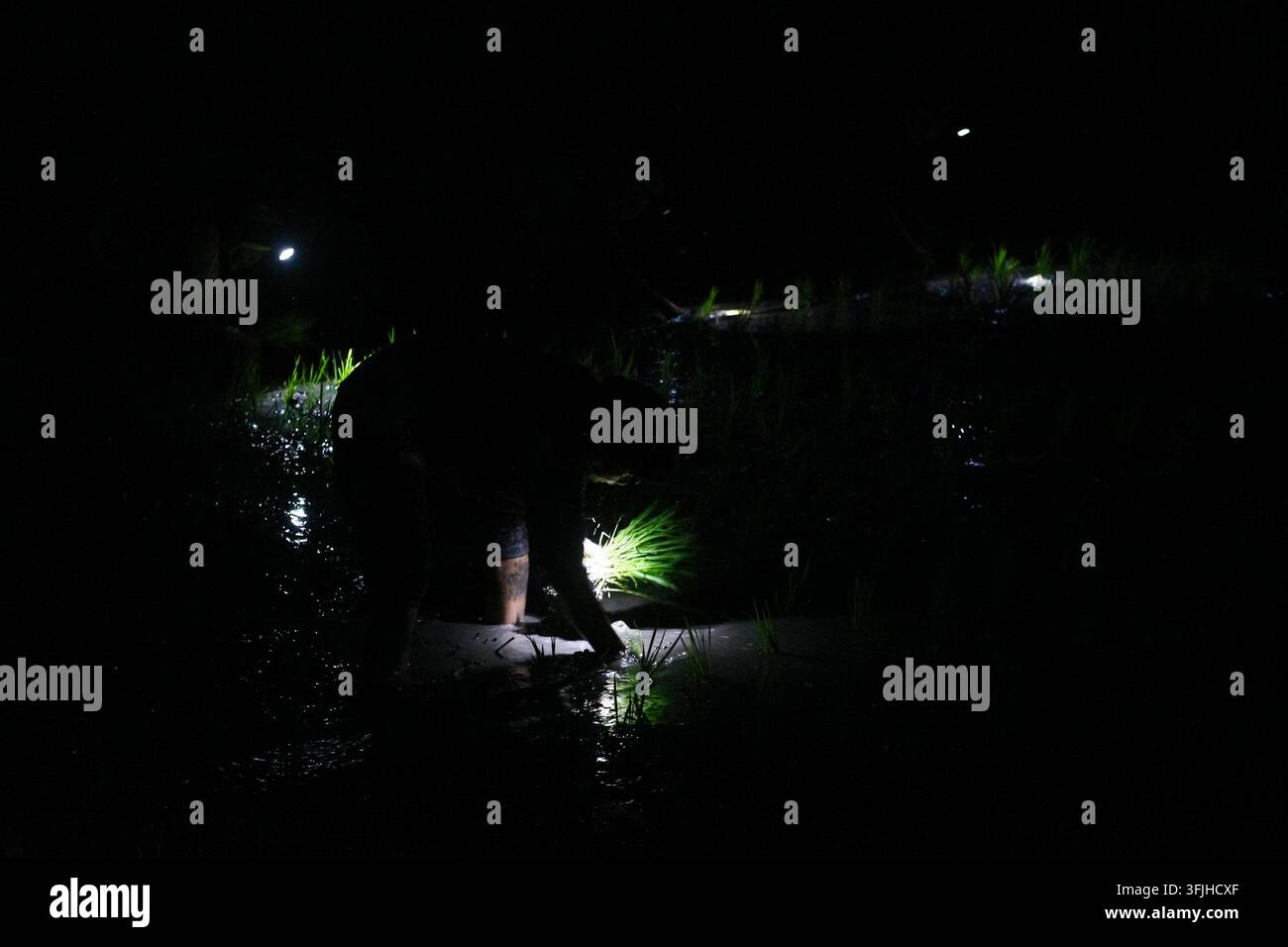Grow Rice Vector NGAWI, EAST JAVA, INDONESIA, SEPTEMBER 20, 2026: Farm workers plant ...