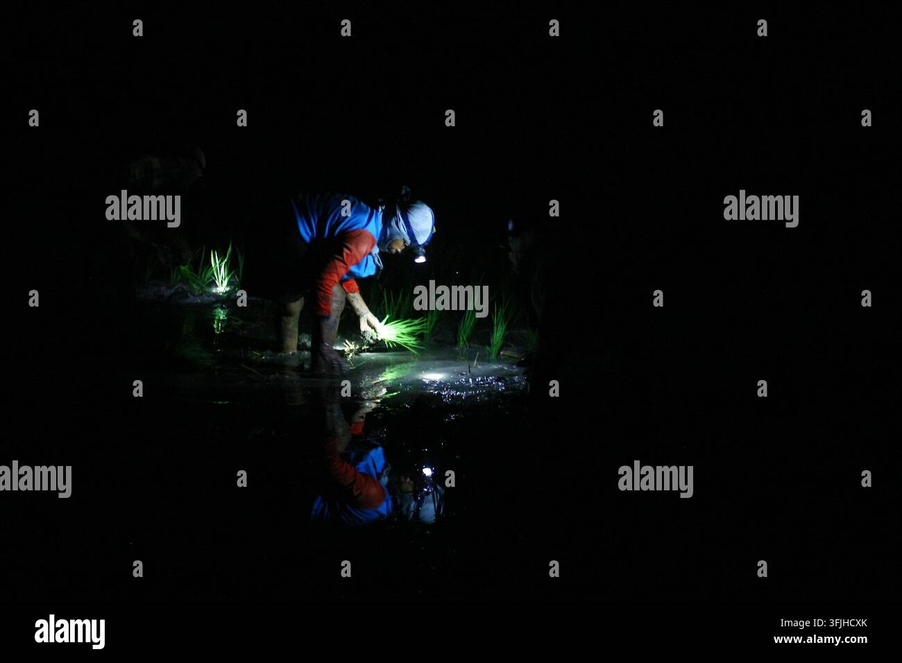 Grow Rice Vector NGAWI, EAST JAVA, INDONESIA, SEPTEMBER 20, 2026: Farm workers plant ...