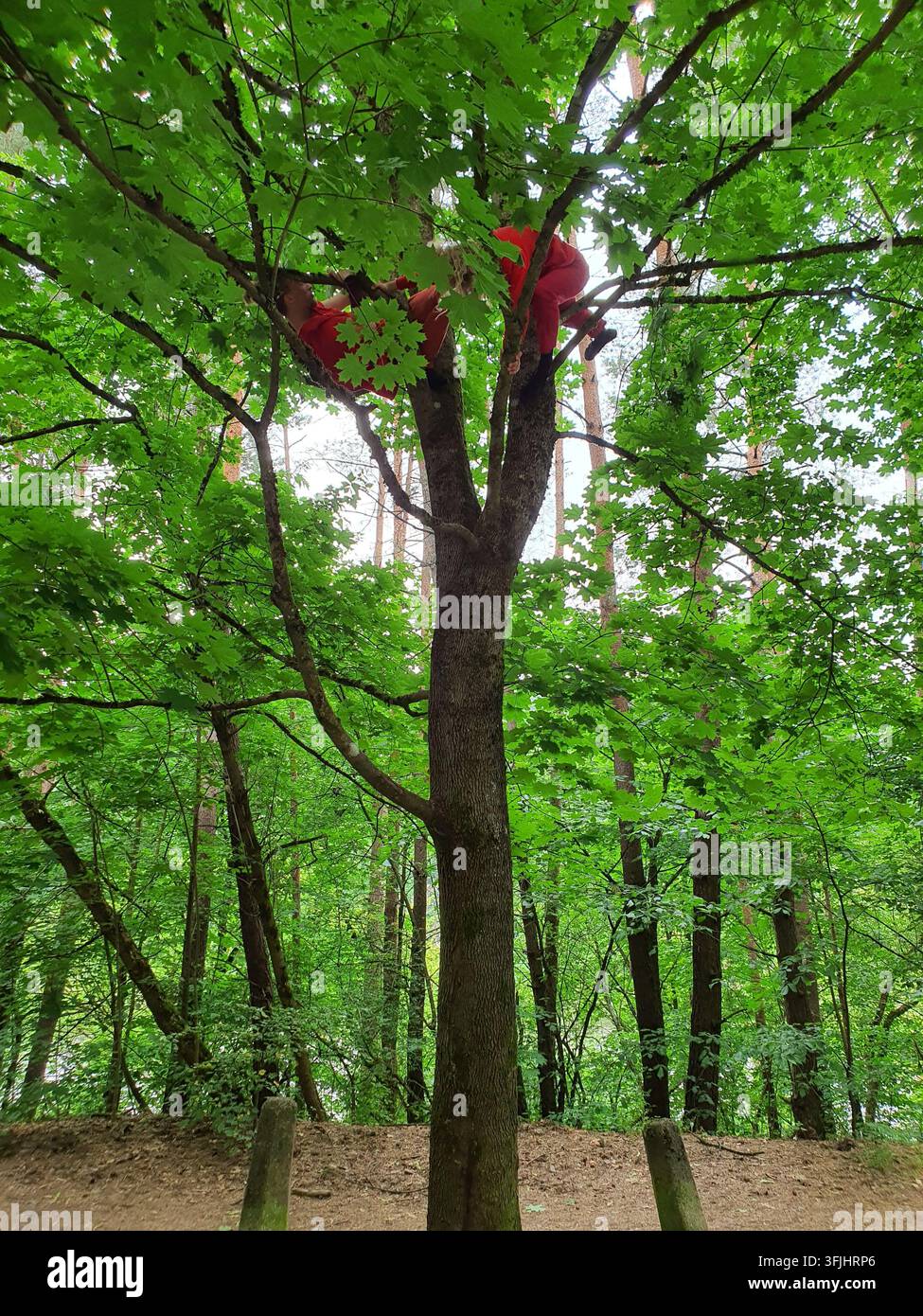 A person wearing red clothing and a safety harness climbing high in a tree canopy, viewed from a low angle looking upward. The climber is positioned Stock Photo