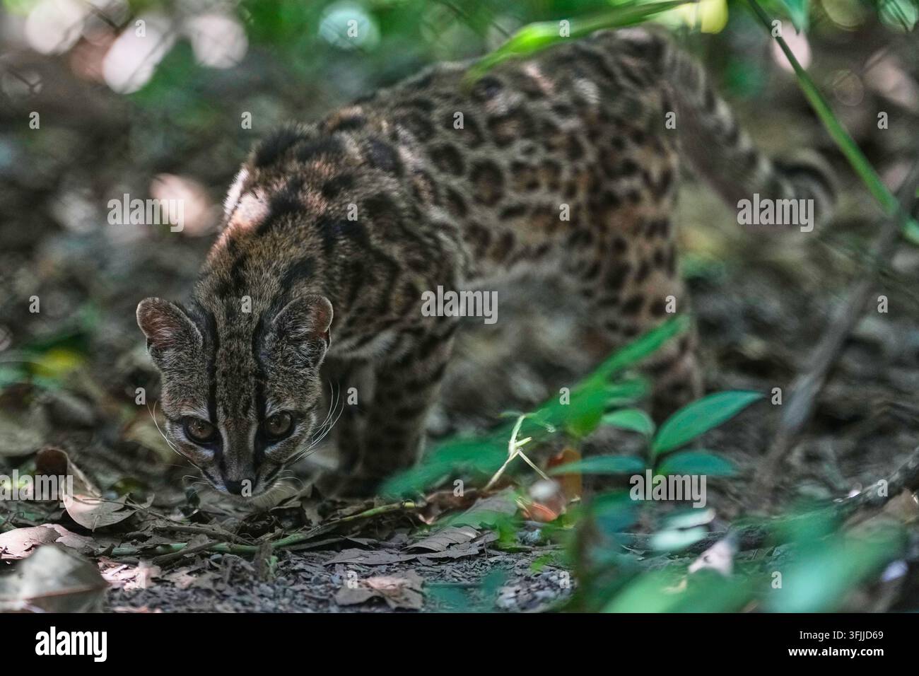 A Small Spotted Wild Cat Identified As A New Species Leopardus Tilcayo a-small-spotted-wild-cat-identified-as-a-new-species-leopardus-tilcayo