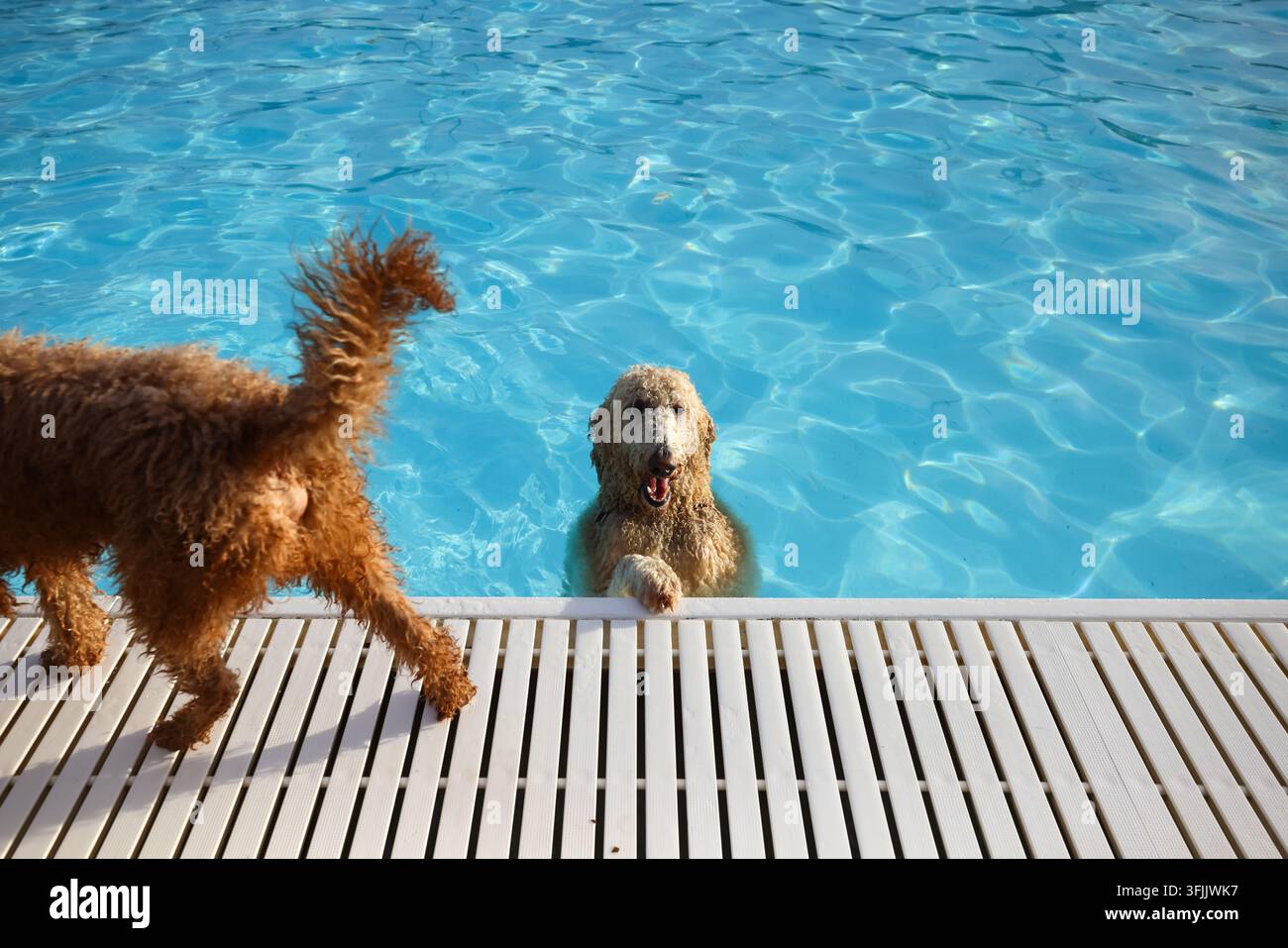 A dog named Duke stands holding the edge of a pool at Gus Ryder Outdoor ...
