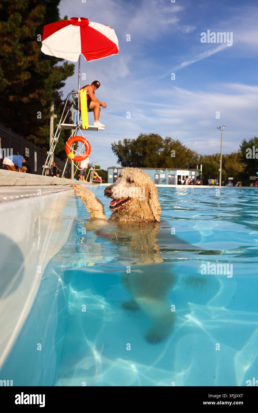 A dog named Duke stands holding the edge of a pool at Gus Ryder Outdoor ...