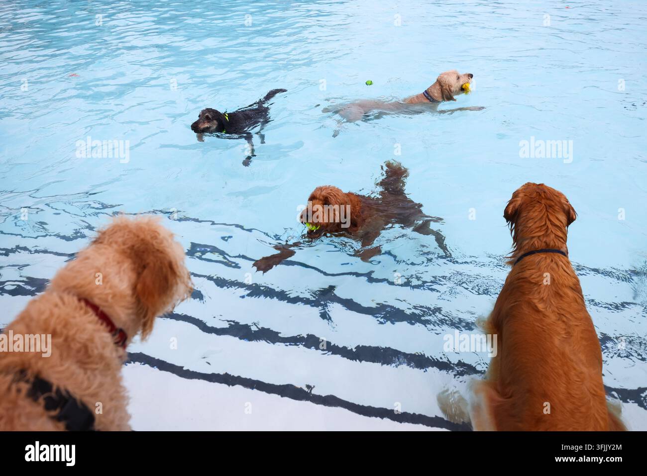 Dogs swim in a pool at Gus Ryder Outdoor Pool to during a free dog swim ...