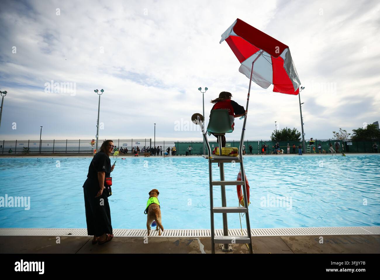 Dogs swim in a pool at Gus Ryder Outdoor Pool to during a free dog swim ...