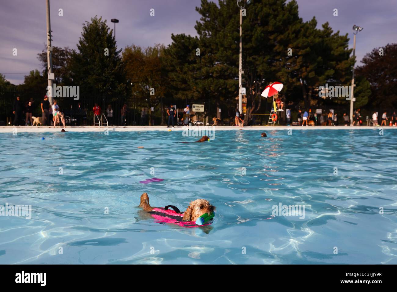 Dogs swim in a pool at Gus Ryder Outdoor Pool to during a free dog swim ...