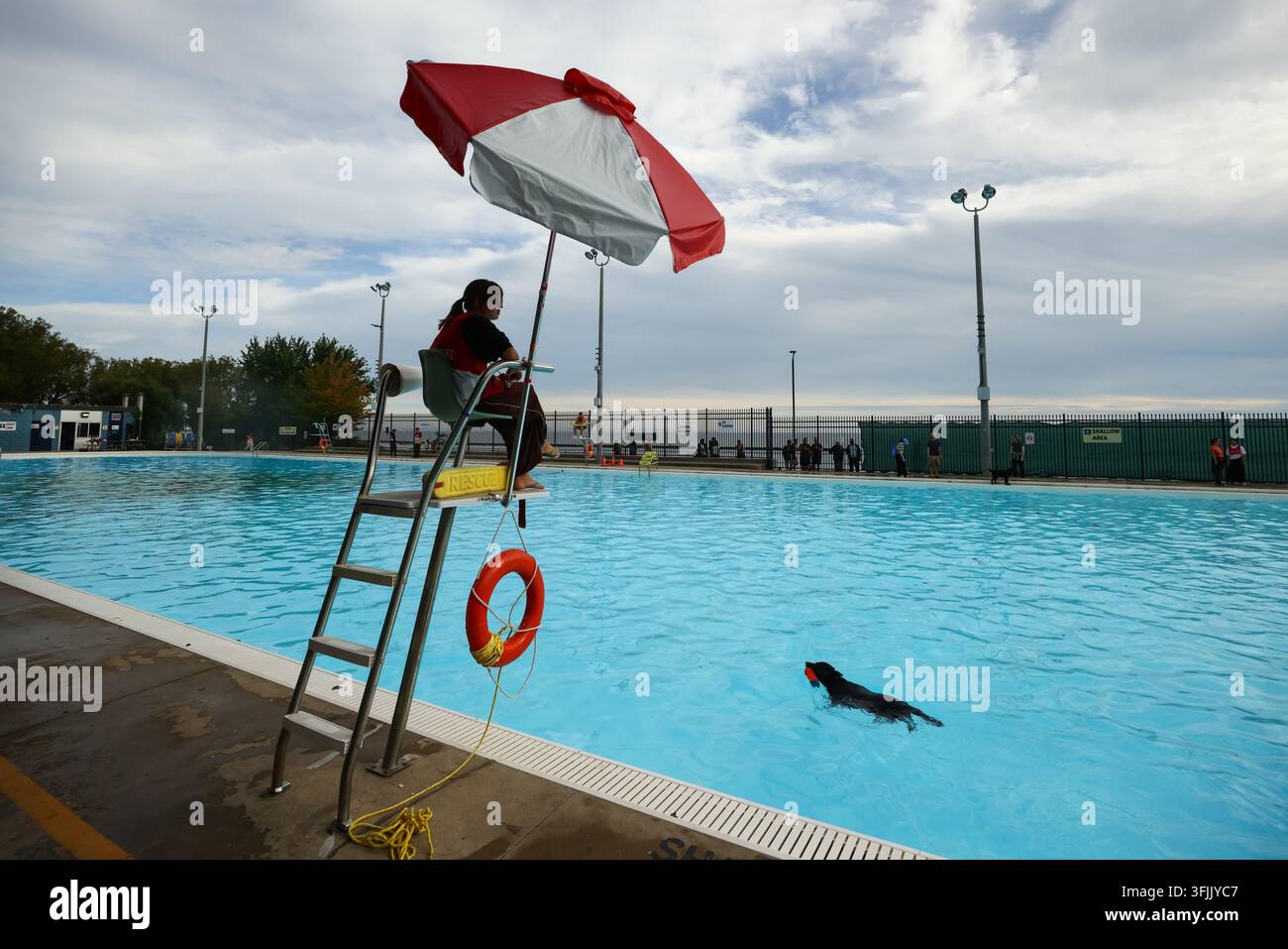 Dogs swim in a pool at Gus Ryder Outdoor Pool to during a free dog swim ...
