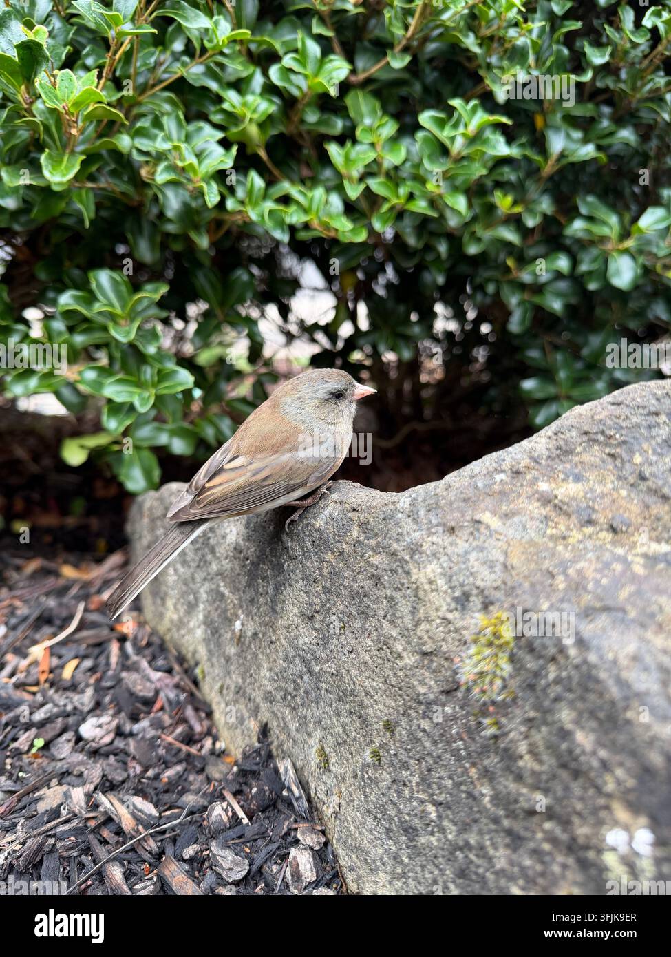 A dark-eyed junco perched on a rock. Stock Photo
