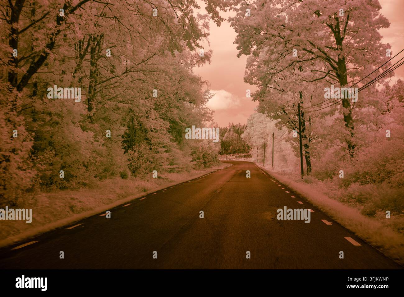 A Road Stretches Ahead With Trees On Both Sides An Infrared Filter a-road-stretches-ahead-with-trees-on-both-sides-an-infrared-filter