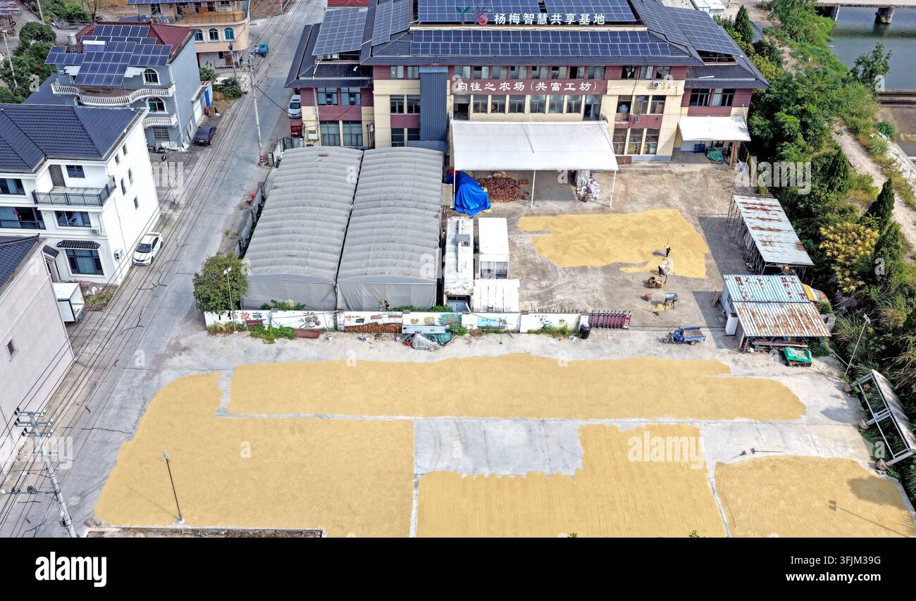Rice Vector File Villagers dry rice grains under sunny weather in Jiudu Village, Butou ...