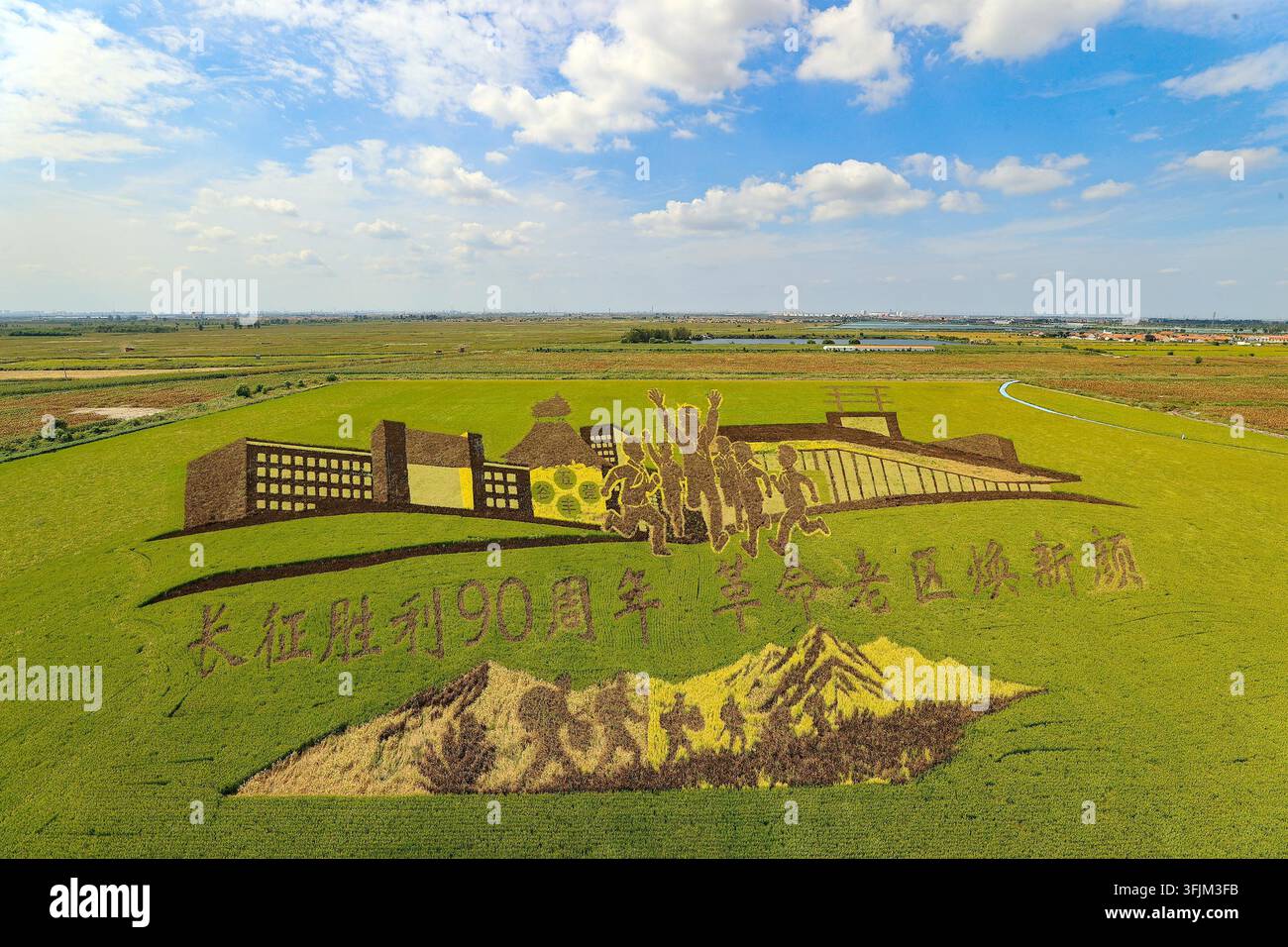 Rice Vector File A giant rice paddy art made of purple, yellow, green and other colored ...