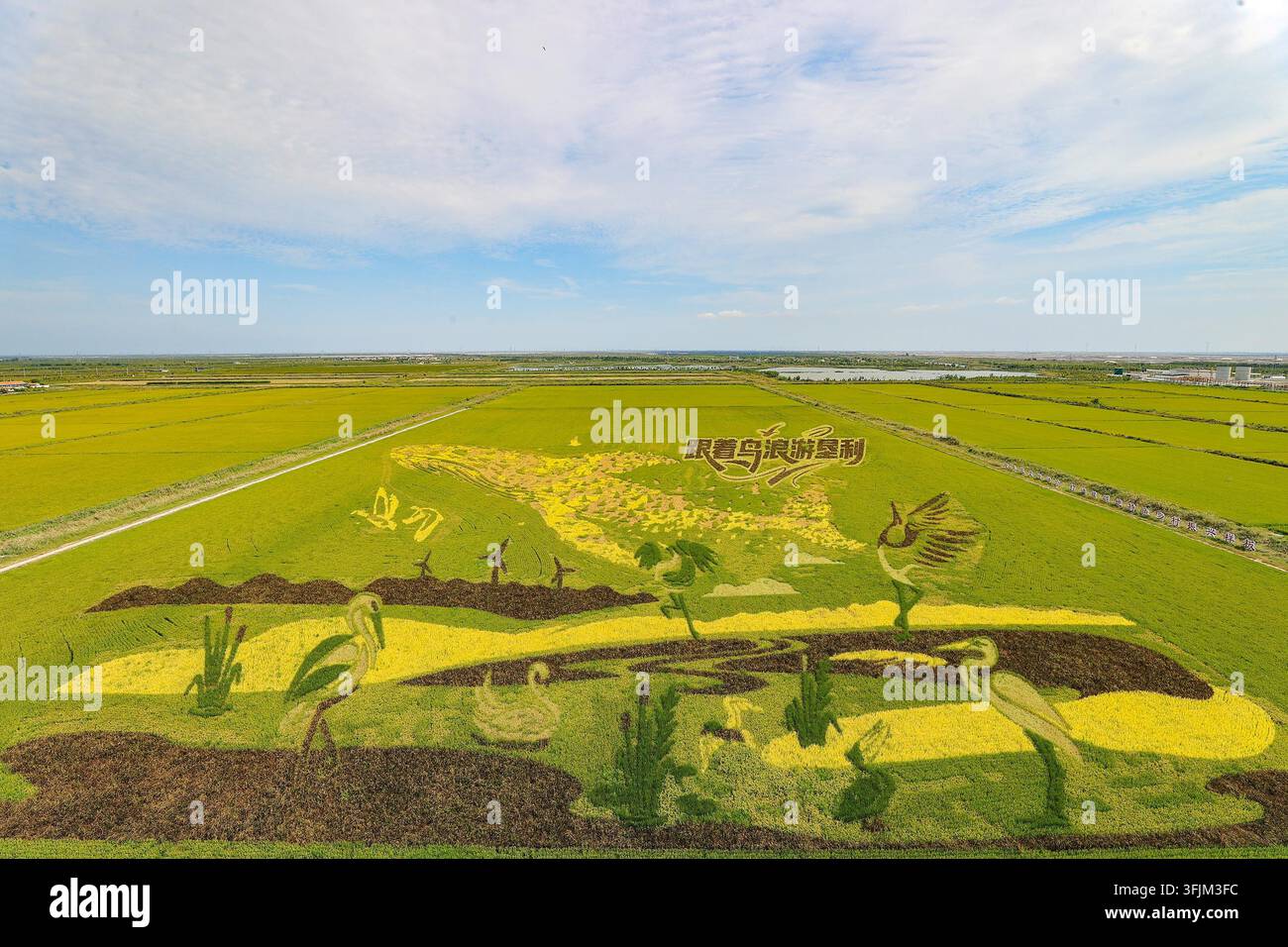 Rice Vector File A giant rice paddy art made of purple, yellow, green and other colored ...
