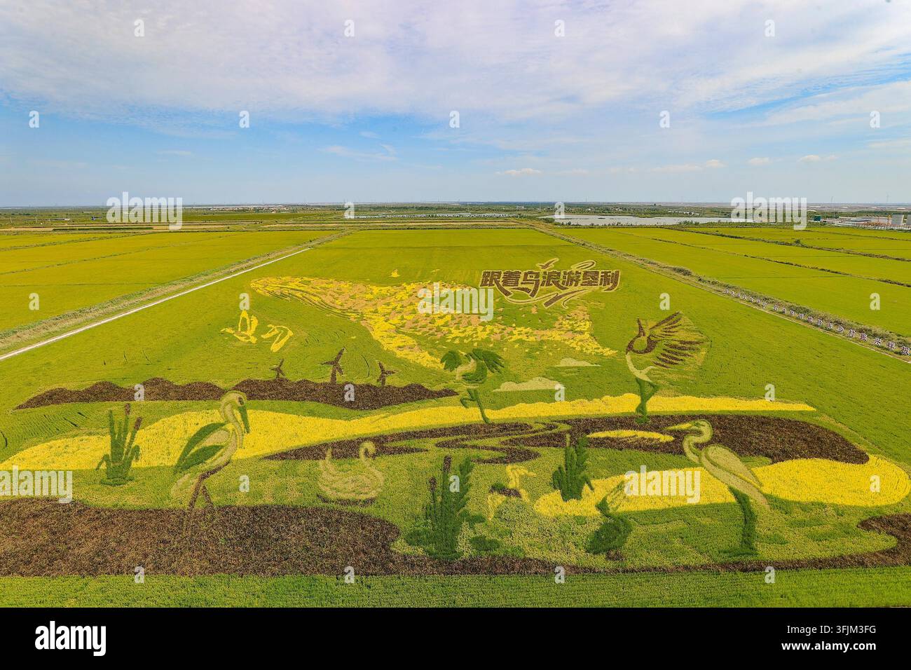 Rice Vector File A giant rice paddy art made of purple, yellow, green and other colored ...
