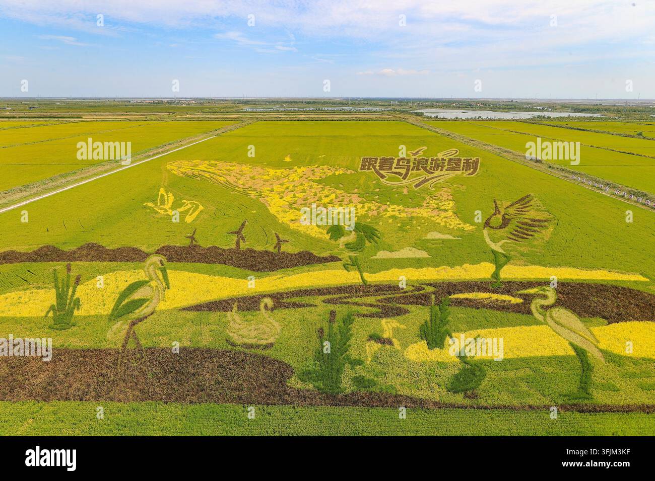 Rice Vector File A giant rice paddy art made of purple, yellow, green and other colored ...