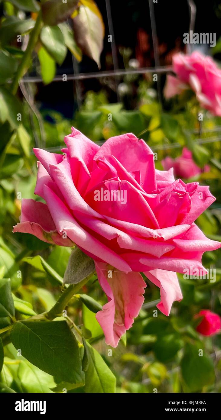 Several dark pink roses blooming together, creating an elegant seasonal floral scene for autumn. - Smartphone Captured Stock Image