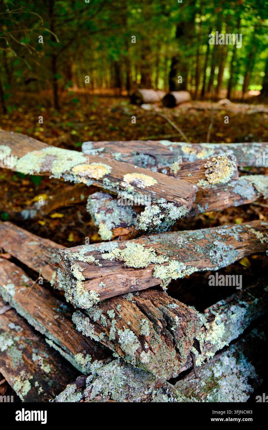 Split Vector Image Lichen covered split rail fence in warm afternoon sunshine Stock Photo ...