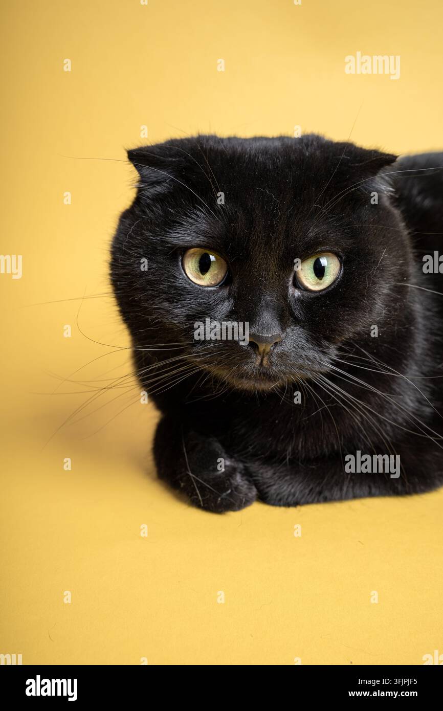 Black Scottish Fold Cat on a Yellow Background Stock Photo