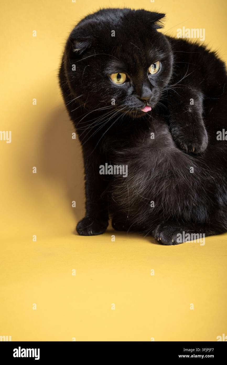 Black Scottish Fold Cat on a Yellow Background Stock Photo