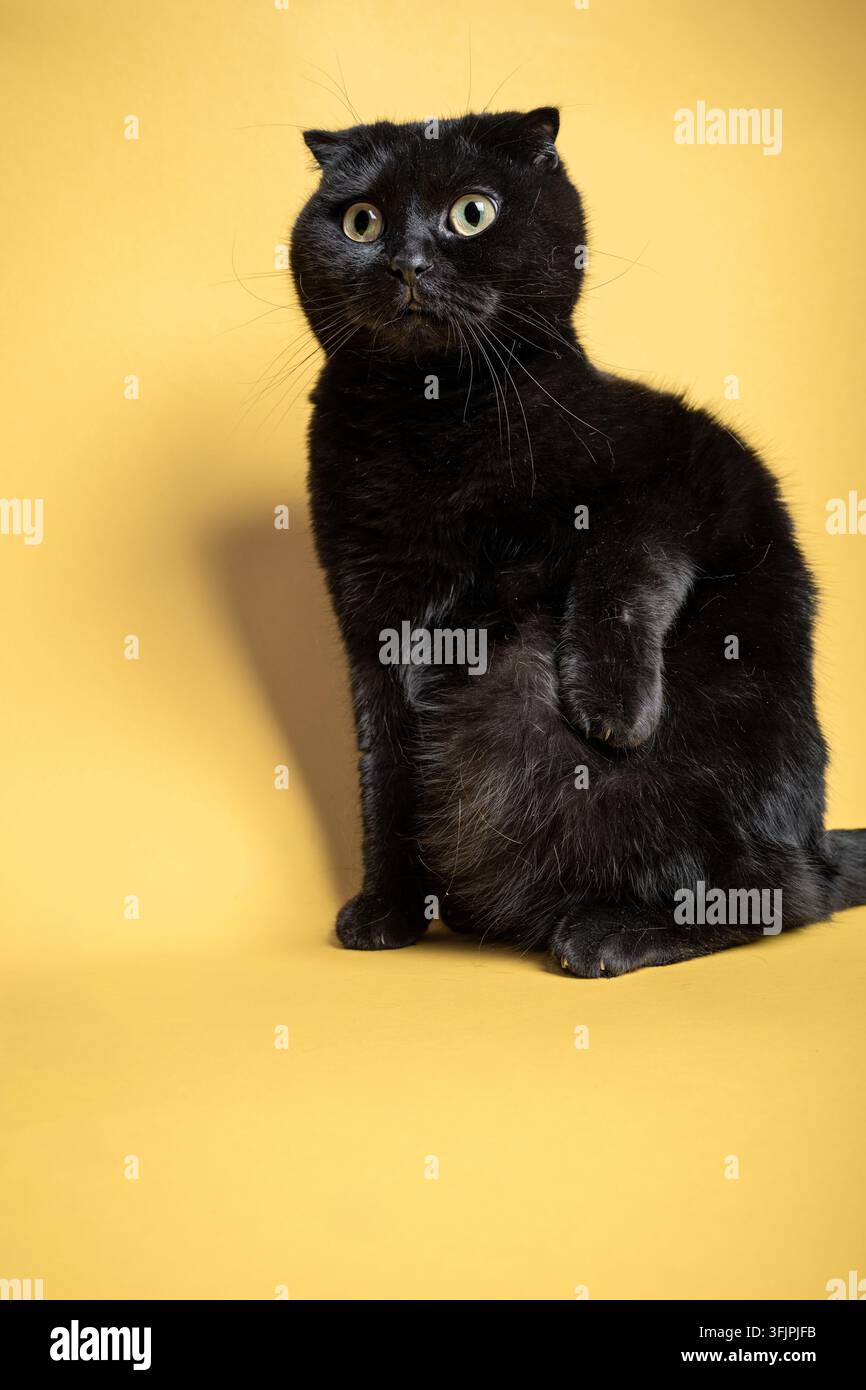 Black Scottish Fold Cat on a Yellow Background Stock Photo