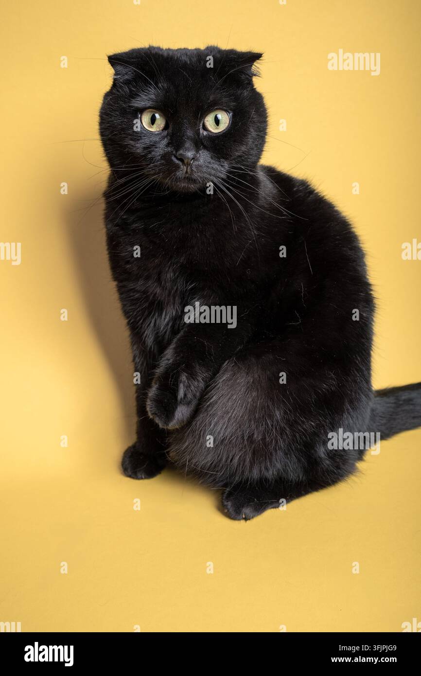 Black Scottish Fold Cat on a Yellow Background Stock Photo