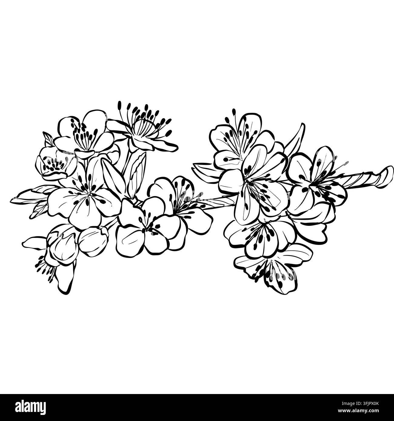 Delicate vector drawing of plum blossom branches with flowers and buds. Ideal for spring wedding invitations, greeting cards, nursery decor, and flora Stock Vector