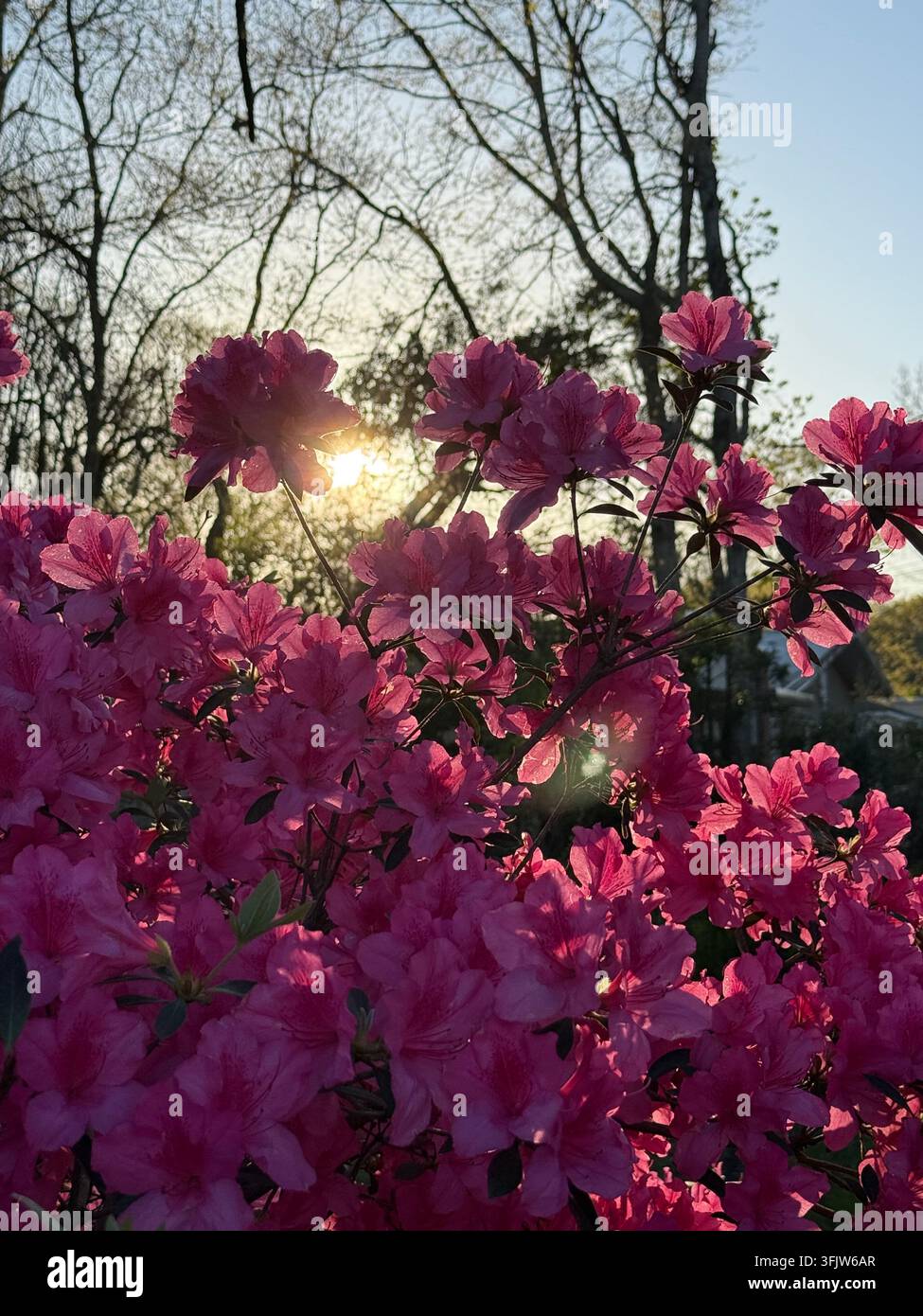 Rhododendron Flowers at Sunset Stock Photo - Alamy
