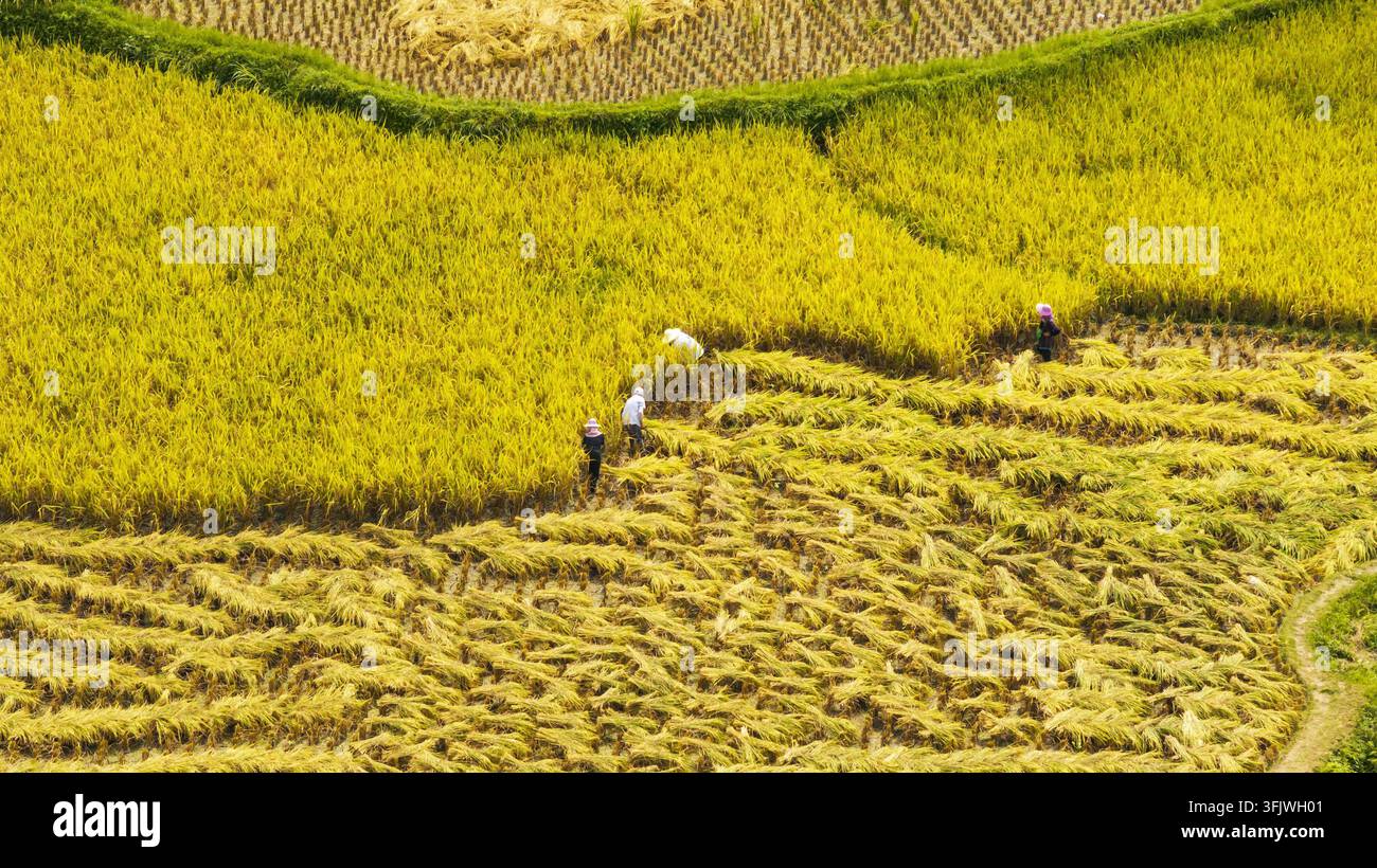 Rice Vector File Villagers harvest rice in Gongzhai Dong Village, Wangdong Town ...