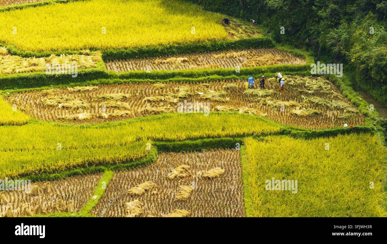 Rice Vector File Villagers harvest rice in Gongzhai Dong Village, Wangdong Town ...
