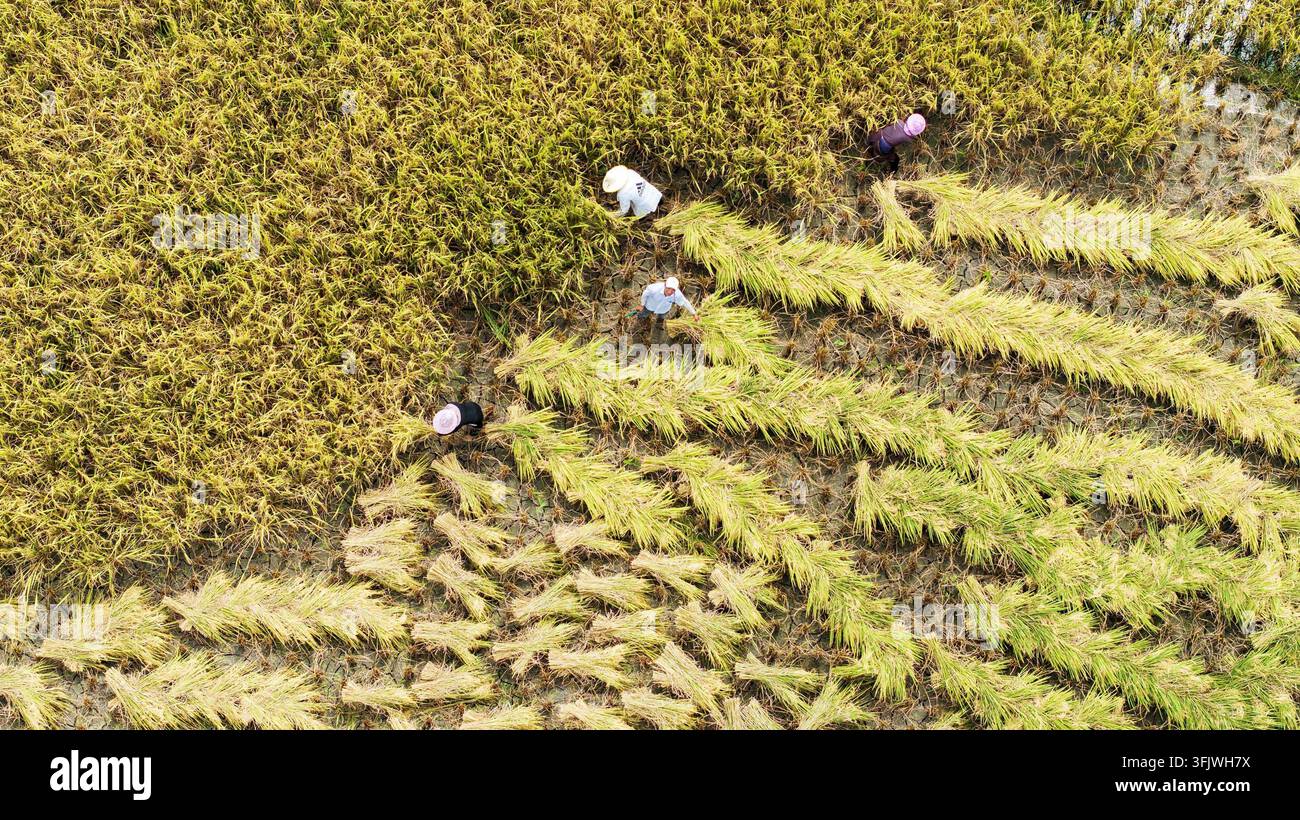 Rice Vector File Villagers harvest rice in Gongzhai Dong Village, Wangdong Town ...