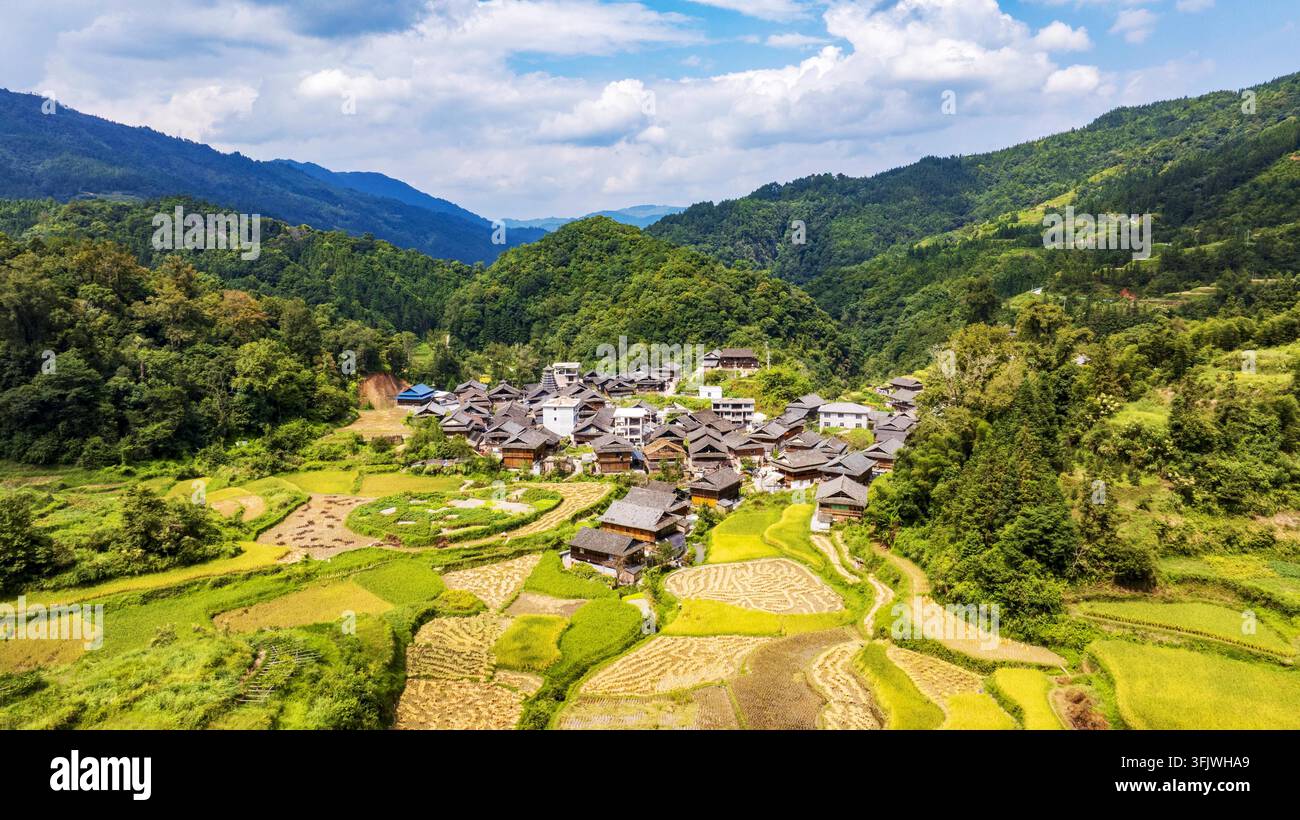 Rice Vector File Villagers harvest rice in Gongzhai Dong Village, Wangdong Town ...